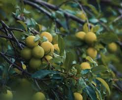 Image result for prunus domestica renkloda althana