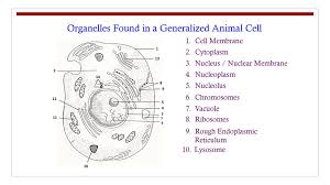 Maybe you would like to learn more about one of these? Organelles Found In A Generalized Animal Cell Ppt Download