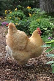 How To Give A Chicken A Bath Tilly S Nest Beautiful Chickens Chickens Keeping Chickens