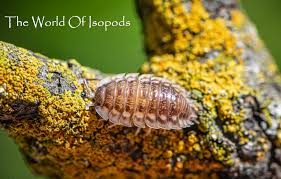 Image result for Auxopus