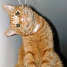 images?q=tbn:ANd9GcQsmQ1Z-tCYnZMyDxKSfx4P8Nj27m92l1PX1JN1AUIKdwYGWDsr