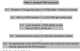 2 1 2 Pcr Flowchart Bedowntowndaytona Com