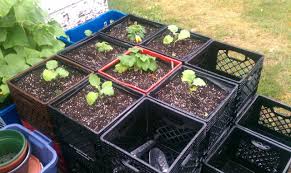 Besides good quality brands, you'll also find plenty of discounts when you shop for crate milk during big sales. Diy Gardening Better Living How To Make A Milk Crate Garden Planter