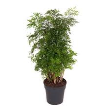 Image result for Polyscias kivuensis