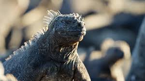 Focusing upon the bbc's unique ability to engage influential, affluent audiences through vivid and authentic storytelling. Our Shows Bbc Earth