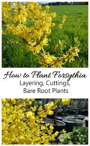Planting Forsythia When And How To Plant A Forsythia Shrub Forsythia Plants Hanging Plants