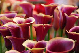 Learn How To Plant Care And Grow Magnificent Calla Lilies