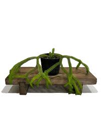 Image result for Huperzia mildbraedii