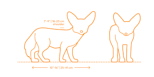 Have an epic moment in apex legends? Fennec Fox Dimensions Drawings Dimensions Com