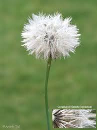 Image result for Hypochaeris