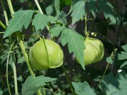 Image result for Cardiospermum