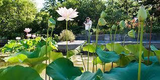 Maybe you would like to learn more about one of these? Aquatic Garden Chicago Botanic Garden