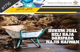 Jenis kambing ini termasuk dalam jenis kambing lokal dan sudah banyak tersebar di hampir seluruh wilayah. Pejabat Mufti Wilayah Persekutuan Al Kafi 1716 Hukum Jual Beli Baja Daripada Najis Haiwan