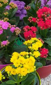 Image result for Kalanchoe lateritia