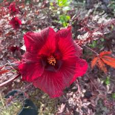 Image result for Hibiscus barbosae