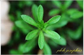 Image result for Galium ossirwaense