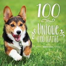 These Dog Names Are Smart Playful Just Like Your Pup Puppy Names Unique Dog Names Puppy Names