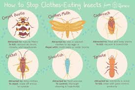 Do you want to know what they are and what damage they can cause? How To Control And Identify Bugs That Eat Clothes
