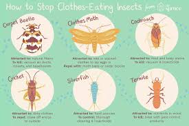 1:56 ehowgarden 108 336 просмотров. How To Control And Identify Bugs That Eat Clothes