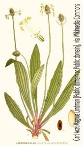 Image result for Cyathula lanceolata