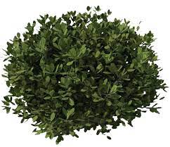 Shrub Bushes Png Transparent Images Png All Bush Plant Shrubs For Landscaping Bush Drawing