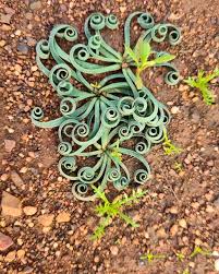 Image result for Gethyllis