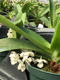 Image result for Rhynchosia albissima