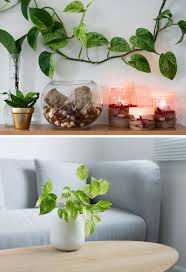 Get planting ideas for your garden that will help you select and arrange the right plants. 10 Money Plant Vastu Tips To Bring Good Fortune Into Your Life