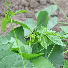 Image result for Phaseolus lunatus