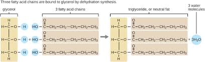 Image result for Fatty Acid