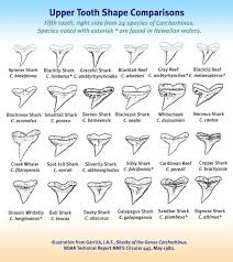 75 Exhaustive Shark Tooth Identification
