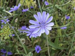 Image result for Cichorium