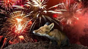 Mit belvilla finden sie das passende ferienhaus für ihren kurzurlaub zu silvester. Mitmach Aktion Bollerfrei Deutsche Umwelthilfe E V