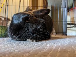 Once considered primarily as children's easter gifts, rabbits are fast gaining acceptance as charming and warm household companions. Atlas Reddit Reddit Atlas Our Newest Foster Fail