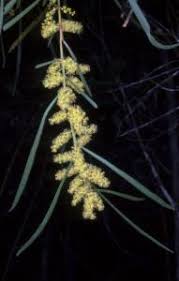 Image result for Acacia montigena