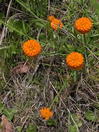 Check spelling or type a new query. Distinctive Orange Milkwort Sprouts Up Amid Ruts Ditches