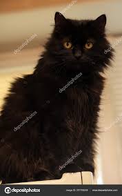 black cat breed chantilly tiffany