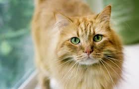 This cat color and pattern relates to the fact that the individual hairs are colored at the end, the tip.the lower portion of each individual hair shaft lacks color color due to the inhibitor gene and it is thought, another gene. Ginger Tabby Cat Facts And Breeds Lovetoknow