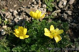 Image result for Ranunculus multifidus