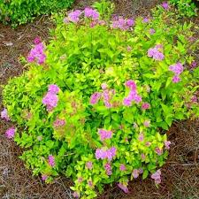 Image result for Spiraea bumalda