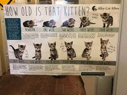 How To Tell How Old A Kitten Is Coolguides