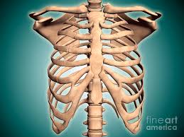 The rib cage surrounds the lungs and the heart, serving as an important means of bony protection for these vital organs. Close Up View Of Human Rib Cage Digital Art By Stocktrek Images