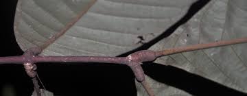 Image result for Anthonotha