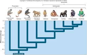 human evolution human evolution primates ape monkey