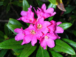 Risultati immagini per rododendro