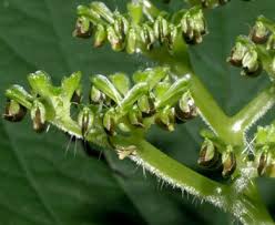 Image result for Laportea alatipes