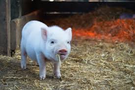 The man kept a pen with two pigs that he fed from carrots to cabbage. 750 Pig Pictures Download Free Images Stock Photos On Unsplash