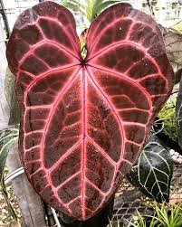 Nse Tropicals The Collector S Plant Source Rare Anthuriums Philodendrons And Other Unusual Plants Anthurium Plants Red Plants
