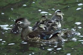 Wood ducks are colorful, brightly marked waterfowl that frequent wetlands, swamps, marshes and lakes. Baby Birdorable Wood Duck In Ducks Baby Birds