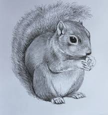 This is another realistic outline drawing of the wild. Cute Squirrel Drawing Original Hand Drawn Pencil Artwork Pencil Animal Lover Animal Artist Fine Art Cute Squirrel Drawings Animal Sketches
